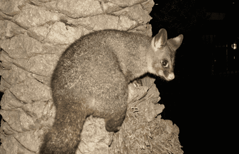 Possum removal in Auckland and Rodney